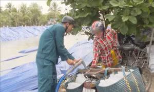 Cấp nước ngọt miễn phí 'cứu khát' cho trên 12.000 ha cây sầu riêng