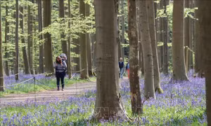 Hallerbos - Khúc giao mùa rực rỡ giữa lòng nước Bỉ