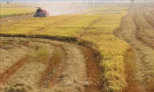 Chính phủ ban hành chính sách hỗ trợ bảo vệ đất trồng lúa