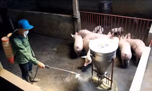 Phòng, chống dịch tả lợn châu Phi trước nguy cơ tái phát cao