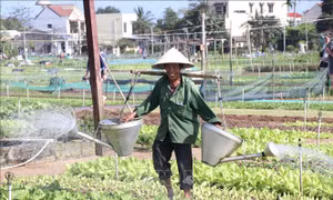 Làng rau Trà Quế xanh lại hy vọng mùa Tết