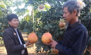Bưởi đỏ tiến Vua hút khách ngày Tết