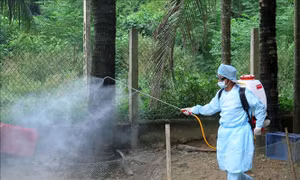 Thanh Hóa tăng cường phòng chống dịch tả lợn châu Phi 