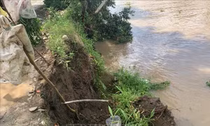 Hạn chế phương tiện qua khu vực sạt lở trong khi gia cố tuyến đê bờ bắc kênh Tám Ngàn
