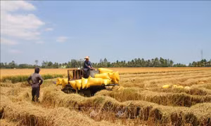 Tháo gỡ điểm nghẽn, phát triển chuỗi giá trị lúa gạo tại Cà Mau
