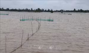 Đồng Tháp: Xả lũ đón phù sa vào ruộng cho hơn 117 nghìn ha