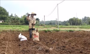 Quảng Ngãi tập trung tái sản xuất, chăn nuôi sau bão lũ