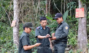 Khoảng trống trong quản lý rừng phòng hộ - Bài 1