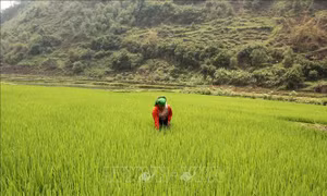 Nâng tầm thương hiệu gạo nếp tan Ngọc Chiến