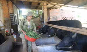 Triển vọng từ nuôi bò 3B