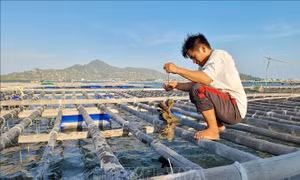 Cơ chế vay vốn ưu đãi hỗ trợ phát triển nuôi biển công nghệ cao