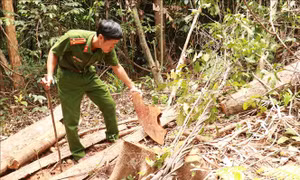Vụ đốn hạ rừng ở Đakrông: Tiếp tục xác minh đối tượng có liên quan