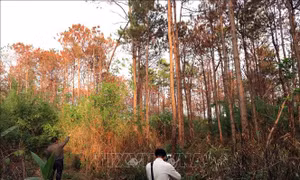 Khởi tố, điều tra vụ hàng ngàn cây thông ở Lâm Đồng bị hạ độc