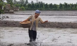 Tiền Giang xây dựng lịch thời vụ sản xuất theo hướng 'né' hạn mặn