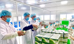 'Đòn bẩy' cho một Việt Nam thịnh vượng - Bài 1: Từ bổ trợ đến vai trò dẫn dắt 