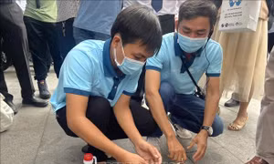 Bình Dương: Thả 30 triệu muỗi mang Wolbachia phòng sốt xuất huyết