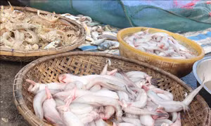 Ngư dân Hà Tĩnh trúng mùa cá cháo đặc sản