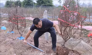 Người trồng đào thắng lớn vụ Tết