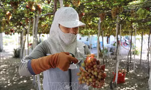 Hiệu quả từ mô hình cánh đồng lớn