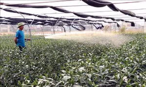 Làng hoa ở Thái Nguyên hồi sinh sau lũ