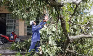 Quảng Ninh khắc phục hậu quả bão số 1, thiệt hại ước khoảng 20 tỷ đồng 