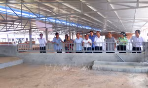 Nhân rộng mô hình chăn nuôi hữu cơ an toàn sinh học bằng công nghệ vi sinh 