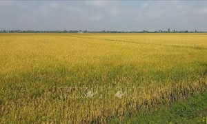 Nông dân Cà Mau đối mặt với thua lỗ trong vụ lúa Hè Thu