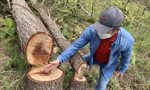 Khám nghiệm hiện trường, xử lý vụ phá rừng quy mô lớn tại Đắk Lắk