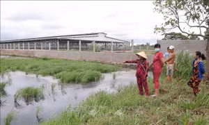 Trang trại hàng chục ngàn con vịt xả thải ra kênh Bàu Gòng gây ô nhiễm nguồn nước