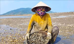 Hà Tĩnh khẩn trương xác minh nguyên nhân ngao chết hàng loạt