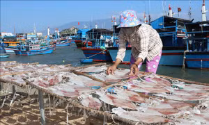 Đa dạng hải sản khô phục vụ Tết Giáp Thìn 