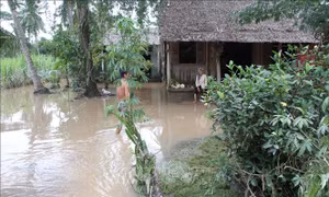 Khẩn trương khắc phục triều cường gây ảnh hưởng nặng ở Sóc Trăng