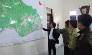 Tăng cường quản lý, bảo vệ và phòng cháy, chữa cháy rừng dịp Tết Nguyên đán
