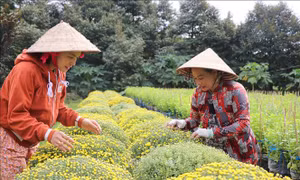 Nhà vườn trồng hoa Tết ở Cần Thơ lo lắng lợi nhuận giảm