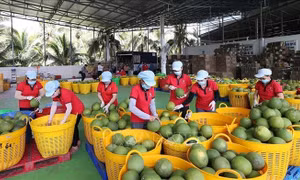 Giữ đà tăng trưởng cao, nâng sức chống chịu của nền kinh tế