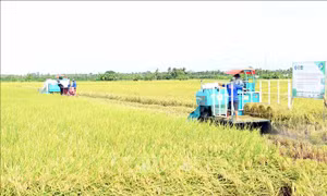 Tăng lợi nhuận từ mô hình lúa chất lượng cao phát thải thấp