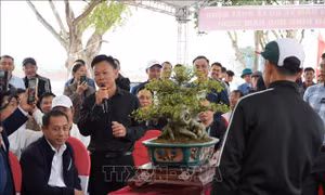 Đấu giá cây cảnh để góp phần tôn tạo đền Hóa Dạ Trạch