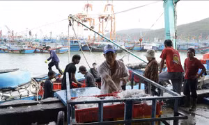 Ngư dân Gia Lai tấp nập vươn khơi dịp cuối năm