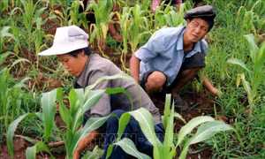 Sản xuất lương thực của Triều Tiên gặp nhiều khó khăn