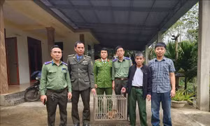 Quảng Trị: Tiếp nhận 2 cá thể khỉ vàng quý hiếm từ người dân