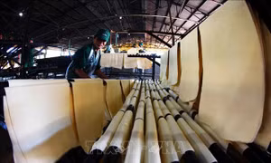 Nguy cơ thiếu hụt cao su toàn cầu trong năm 2025