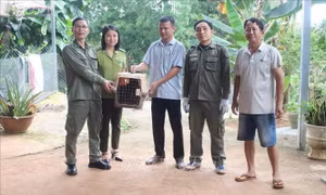 Người dân bàn giao 3 cá thể khỉ nguy cấp, quý hiếm