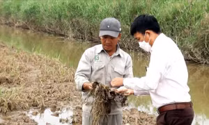 Nỗi lo mất vụ sau lũ 