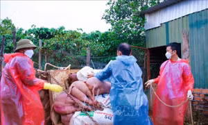 Giám sát, quản lý chặt phòng, chống dịch tả lợn châu Phi 