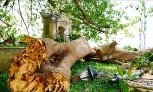 Hàng chục người 'thoát chết' khi nhánh đa cổ thụ gãy đổ