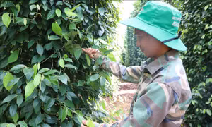 Bà Rịa - Vũng Tàu: Nguy cơ mất mùa tiêu