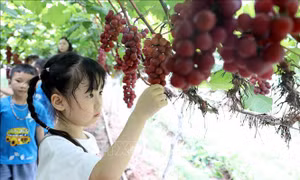 Đánh thức giá trị mới của nông nghiệp trước biến đổi khí hậu