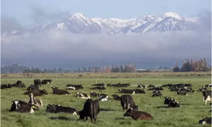 'Cuộc chiến sữa' New Zealand - Canada khơi mào tranh chấp thương mại đầu tiên trong CPTPP