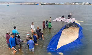 Bình Thuận: Cá Ông dài 15m lụy ngoài khơi được đưa vào bờ 