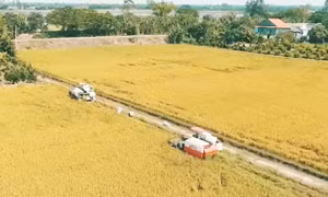Xuất khẩu tối đa 8 triệu tấn gạo